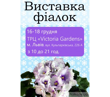 Выставка фиалок во Львове 16-18 декабря 2016 Выставка фиалок во Львове 16-18 декабря 2016